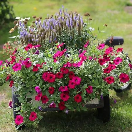Отель De Lindeboom Винтерсвейк